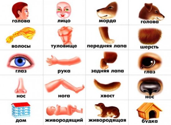 Игра настольная «Кто как устроен»