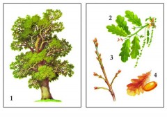 Демонстрационный материал «Деревья наших лесов» - Фото 1