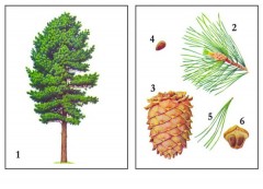 Демонстрационный материал «Деревья наших лесов» - Фото 2