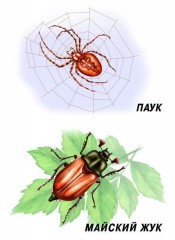 Демонстрационный материал «Насекомые» - Фото 1