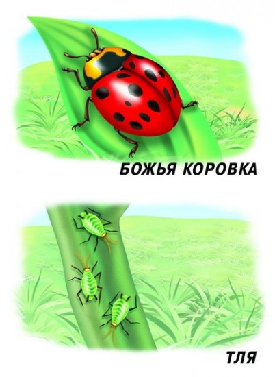 Демонстрационный материал «Насекомые»