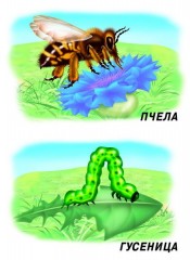 Демонстрационный материал «Насекомые» - Фото 3