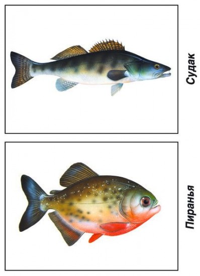 Рыбы морские и пресноводные