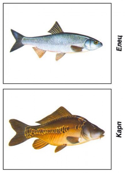 Рыбы морские и пресноводные