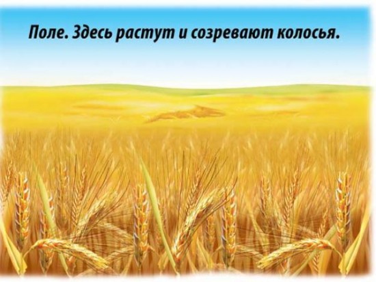 Хлеб-всему голова