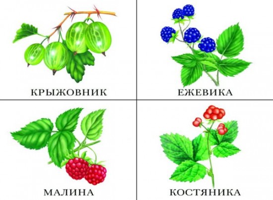 Что в моей корзинке?