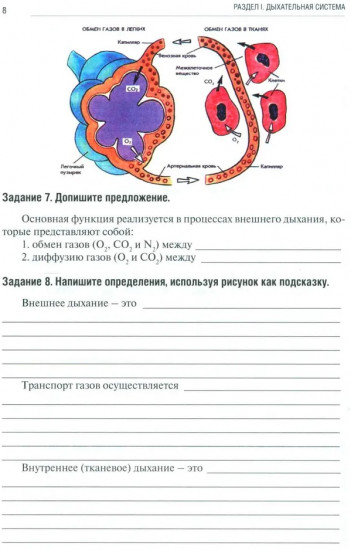 Анатомия человека. Спланхнология. Часть 5