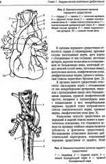 Хирургия средостения. Руководство для врачей - Фото 4