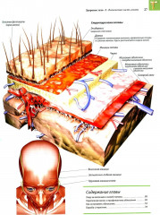 Здоровое тело. Практическое руководство по уходу за телом, профилактике и лечению заболеваний - Фото 2