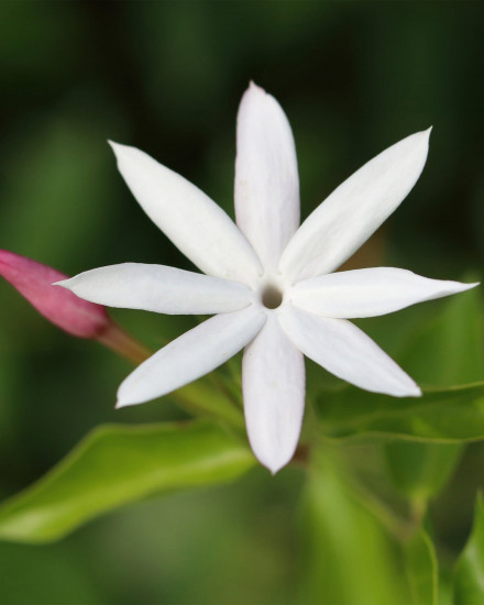 Парфюмированная вода «Jasmin de Minuit»