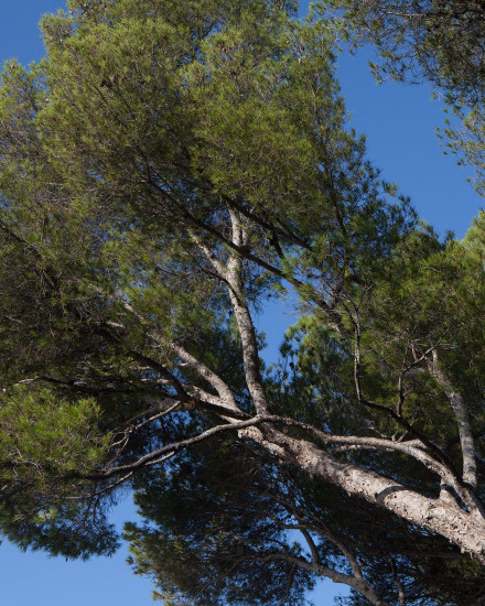 Парфюмированная вода «Cap D'Antibes»