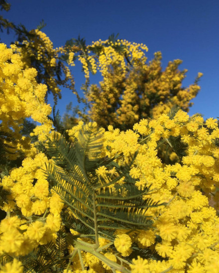 Парфюмированная вода «Mimosa In The Air»