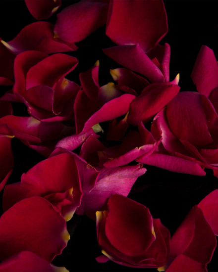 Парфюмированная вода «Desert Rose»
