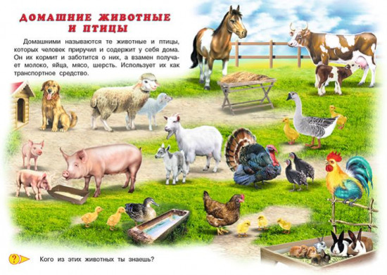 Домашние животные. Первый учебник малыша