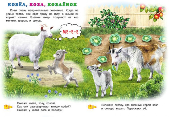 Домашние животные. Первый учебник малыша