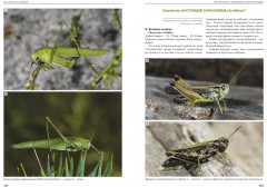 Насекомые лугов, полей и опушек - Фото 3