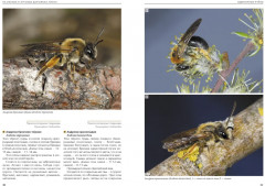 Насекомые лугов, полей и опушек - Фото 4