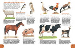 Где живут животные? От ленивца до тюленя, от акулы до оленя! - Фото 4