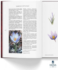 Сenturia plantarum rariorum Russiae meridionalis Ф.К. Биберштейна глазами молодых исследователей «Сириуса» через 200 лет - Фото 4