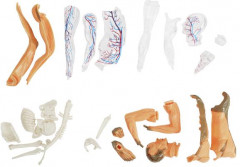 Набор для опытов «Тело человека. Анатомия» - Фото 1