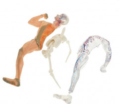 Набор для опытов «Тело человека. Анатомия» - Фото 2