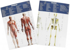 Набор для опытов «Тело человека. Анатомия» - Фото 3