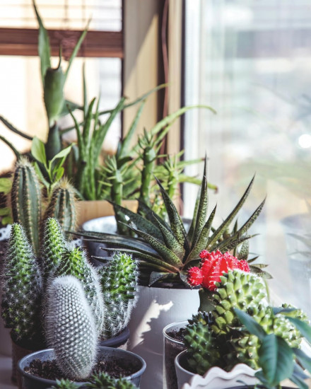Succulents