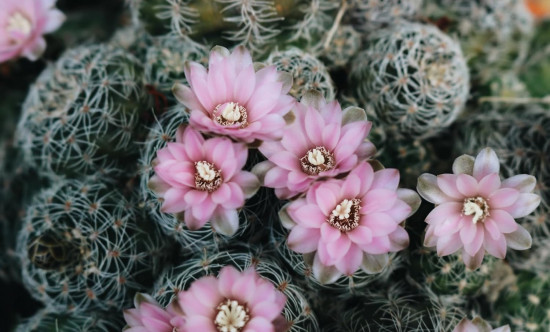 Succulents