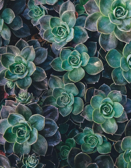 Succulents
