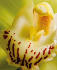 Orchids - Фото 1