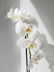 Orchids - Фото 2