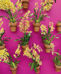 Orchids - Фото 3