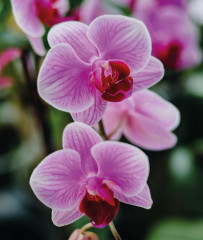 Orchids - Фото 4