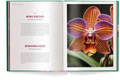 Orchids - Фото 8