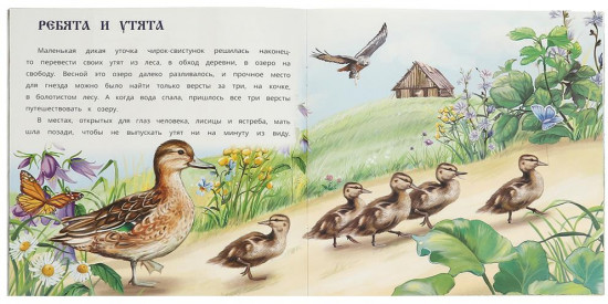 Книга «Кот»