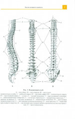 Атлас анатомии человека - Фото 8