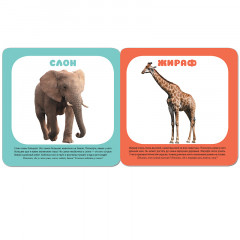 Животные зоопарка. Курс раннего развития 1+ - Фото 1