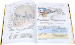 Черепные нервы. Функция и дисфункция - Фото 1