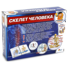 Набор для опытов «Скелет человека» - Фото 1