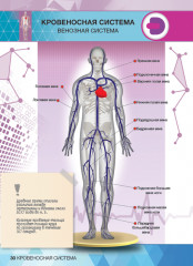 Анатомия. 4D Энциклопедия в дополненной реальности - Фото 1