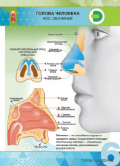 Анатомия. 4D Энциклопедия в дополненной реальности - Фото 2