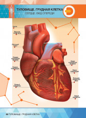 Анатомия. 4D Энциклопедия в дополненной реальности - Фото 3