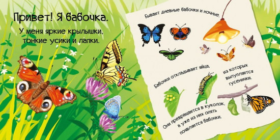 Знакомься, я букашка