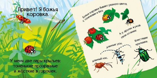 Знакомься, я букашка