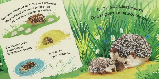 Знакомься, я ёжик
