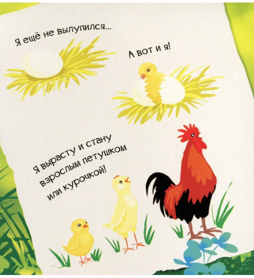 Знакомься, я цыплёнок