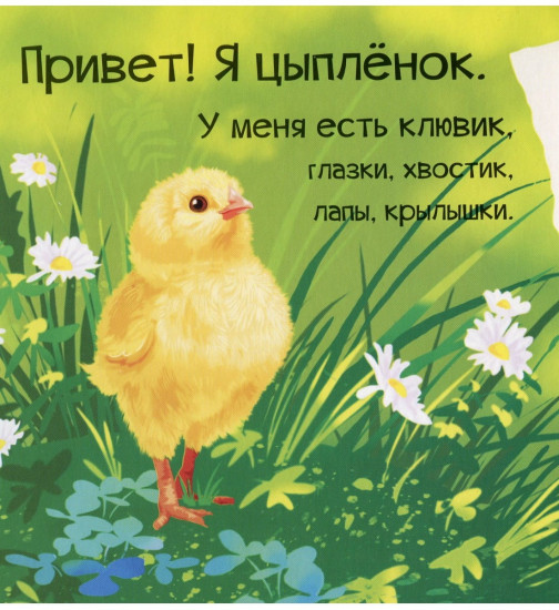 Знакомься, я цыплёнок