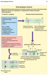 Клинические лабораторные методы. Атлас наиболее часто выполняемых исследований - Фото 9