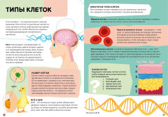 Тело человека - Фото 2