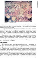 Кожные и венерические болезни. Диагностика, лечение и профилактика - Фото 7